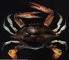 Crab