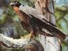 Falcon