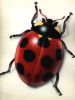 Ladybug